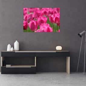 Obraz - Ružové tulipány (90x60 cm)