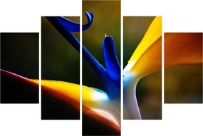 Obraz - Exotický kvet (150x105 cm)