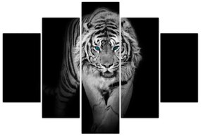 Obraz - Tiger s modrými očami (150x105 cm)