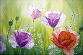 Obraz - Vlčie maky (90x60 cm)