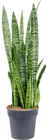 Sansevieria zeylanica 24x90 cm