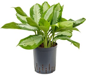 Aglaonema silver moon 18/19 výška 45 cm