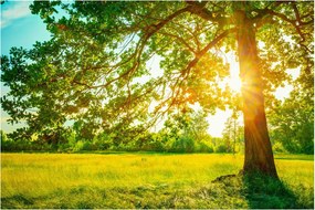 Obraz - Slnečný les (90x60 cm)