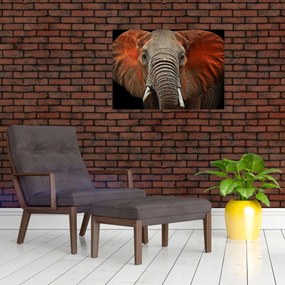 Sklenený obraz - Slony z Tsavo (70x50 cm)