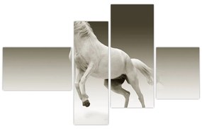 Obrazy bieleho koňa
