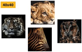 Set obrazov exotické zvieratá