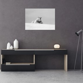 Obraz - Ľadový medveď (70x50 cm)