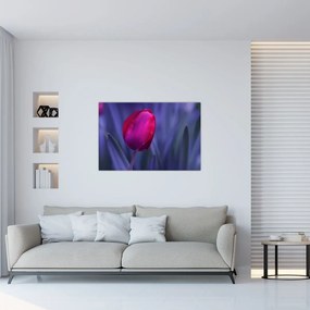 Obraz pupete tulipánu (90x60 cm)