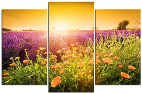Obraz na plátne - Levanduľové pole zaliate slnkom 165C (105x70 cm)