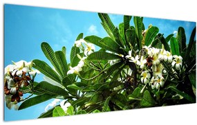 Obraz - Plumeria (120x50 cm)