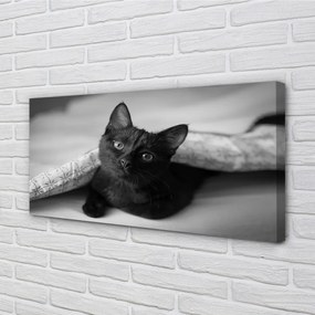 Obraz na plátne Mačka pod prikrývkou 120x60 cm