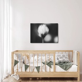 Obraz - Čiernobiely cottongrass (70x50 cm)