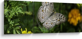 Obraz - biely motýľ (s hodinami) (90x30 cm)