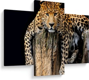 Obraz - Gepard (90x60 cm)