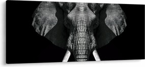Obraz - Slon na čiernom pozadí (120x50 cm)