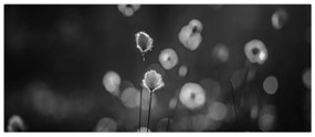 Obraz - Cottongrass na lúke (120x50 cm)