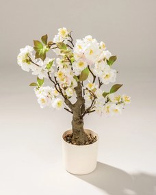 Sakura – čerešňa v kvetináči 50 cm