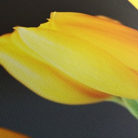 Obraz tulipánov (120x50 cm)