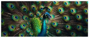 Obraz – Páv (120x50 cm)