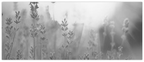 Obraz - Levanduľa (120x50 cm)