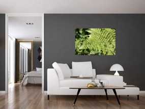 Obraz - Papradinový list (90x60 cm)