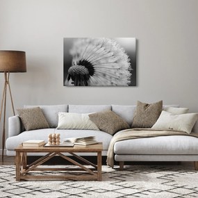 Obraz púpavy - čiernobiely (90x60 cm)