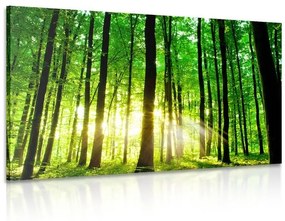 Obraz svieži zelený les - 60x40