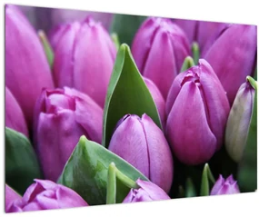 Obraz - kvety tulipánov (90x60 cm)