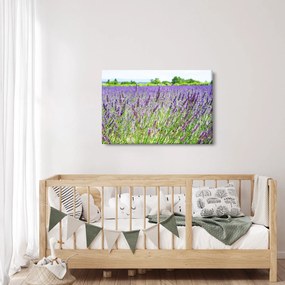 Obraz poľa s levanduľou (90x60 cm)