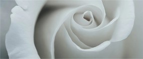 Obraz - Biela ruža (120x50 cm)