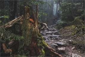 Obraz - V lese (90x60 cm)