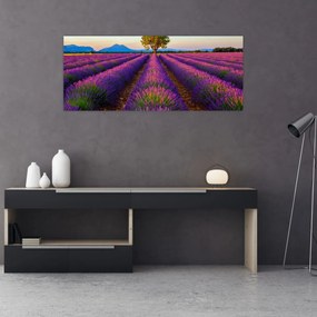 Obraz - Levanduľové pole (120x50 cm)