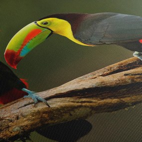 Obraz sediacich tukanov, Costa Rica (150x105 cm)
