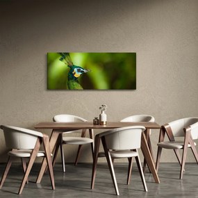 Obraz páva (120x50 cm)