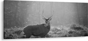Obraz - Jeleň v lese, čiernobiela (120x50 cm)