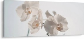 Obraz bielej orchidey (120x50 cm)