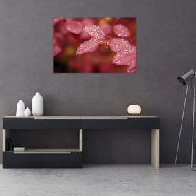 Obraz - Makro snímka lístka (90x60 cm)