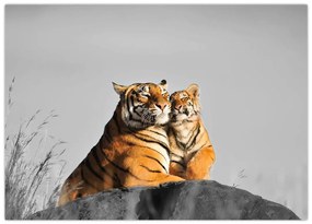 Obraz - Tigrice a jej mláďa, čiernobiely variant (70x50 cm)