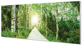 Obraz plexi Breza lesná cesta 120x60 cm