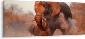 Obraz - Veľký slon africký (120x50 cm)