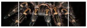 Obraz - Tarantula