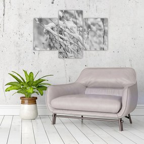 Obraz - Zasnežené vetvy (90x60 cm)