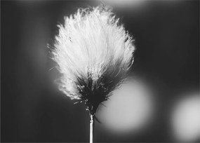 Obraz - Čiernobiely cottongrass (70x50 cm)