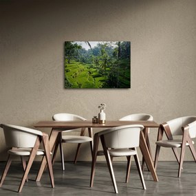 Obraz ryžových terás Tegalalang, Bali (70x50 cm)