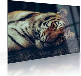 Sklenený obraz - Tiger Sibírsky (70x50 cm)