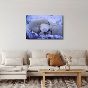 Obraz - Ľadové medvedíky (90x60 cm)