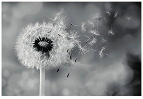 Samolepiaca fototapeta čarovná čiernobiela púpava