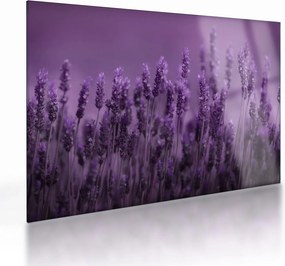 Sklenený obraz - Levanduľa (70x50 cm)