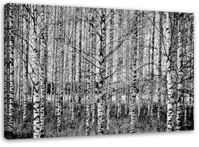Obraz na plátně Březový les - 100x70 cm
