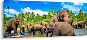 Obraz - Slony, Sri Lanka (120x50 cm)